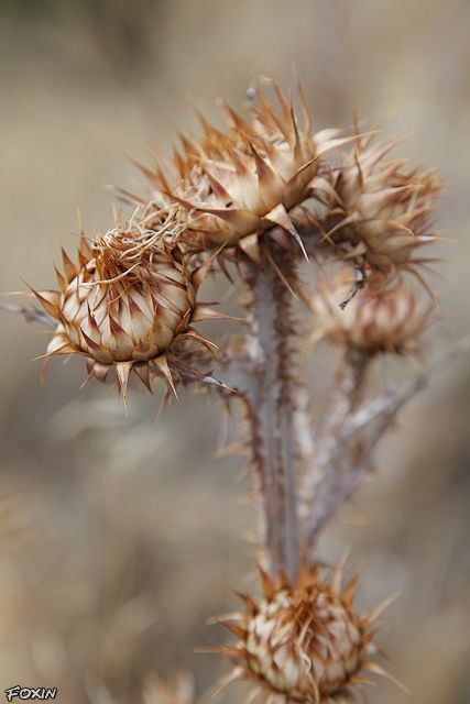 album/041 cardo.jpg